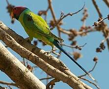 Plum-headed Parakeet