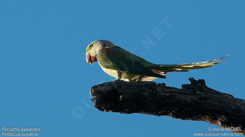 Alexandrine Parakeet