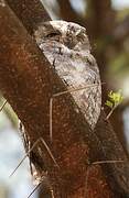 African Scops Owl