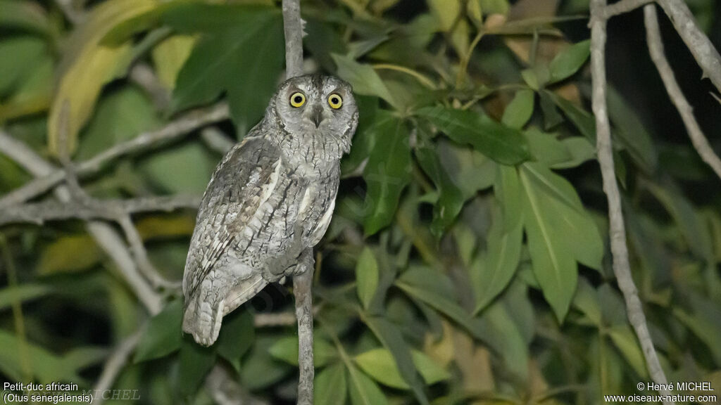 African Scops Owl