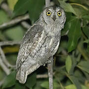 African Scops Owl