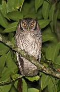 Tropical Screech Owl