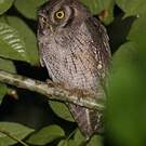 Petit-duc choliba
