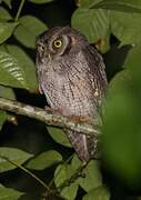 Tropical Screech Owl