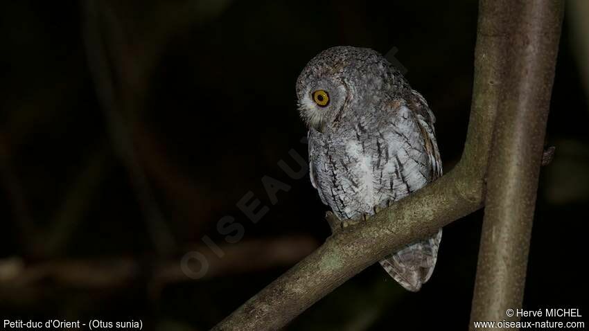 Oriental Scops Owl