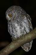 Oriental Scops Owl