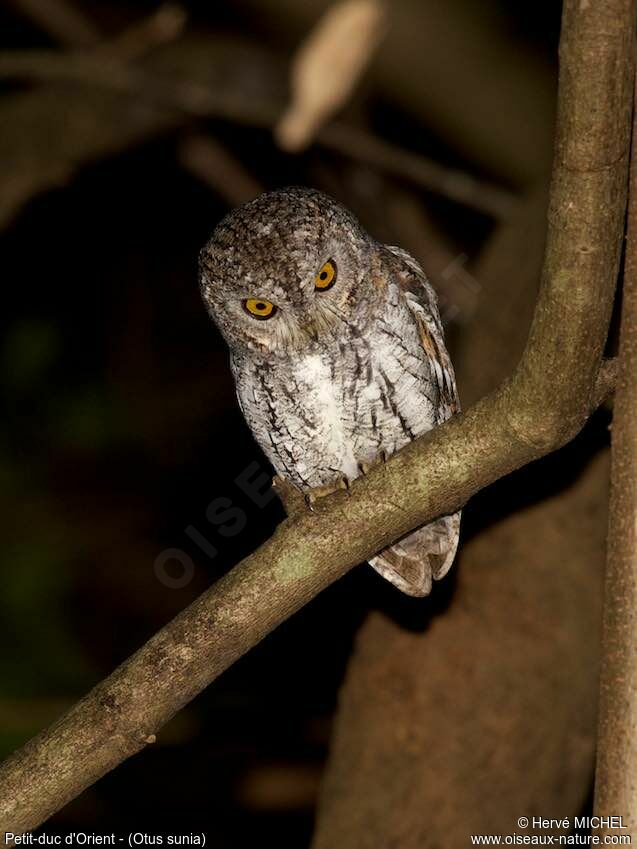 Oriental Scops Owl