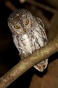 Oriental Scops Owl