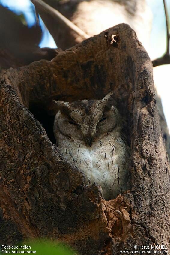 Indian Scops Owl