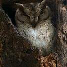 Petit-duc indien
