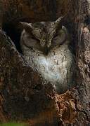 Indian Scops Owl