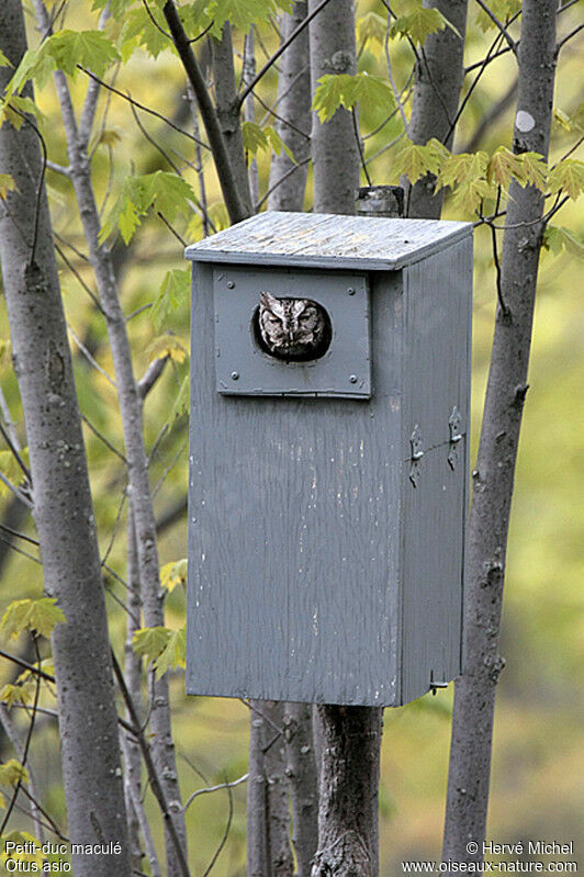 Eastern Screech Owl male adult