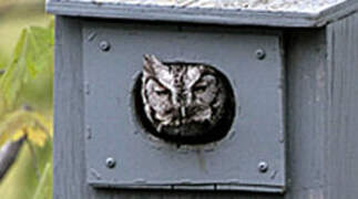 Eastern Screech Owl