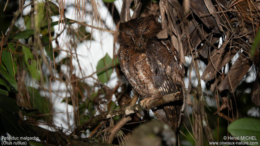 Rainforest Scops Owl