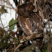 Rainforest Scops Owl