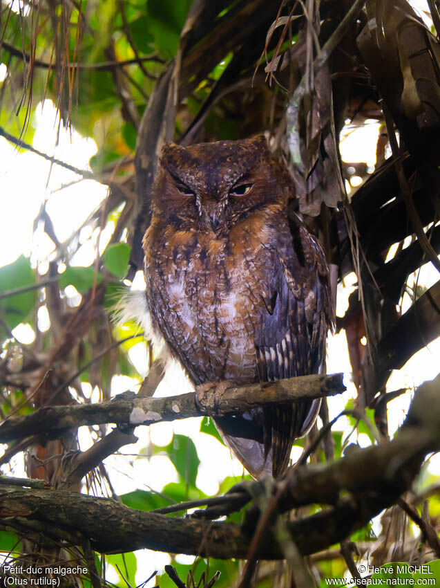 Rainforest Scops Owl