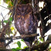 Rainforest Scops Owl