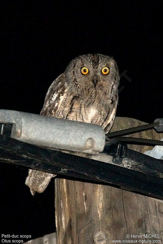 Eurasian Scops Owladult, identification