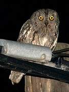 Eurasian Scops Owl