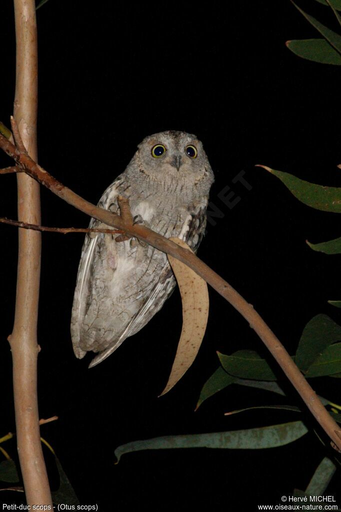 Petit-duc scops