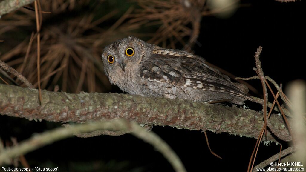 Petit-duc scops