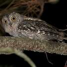 Petit-duc scops