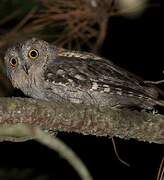 Eurasian Scops Owl