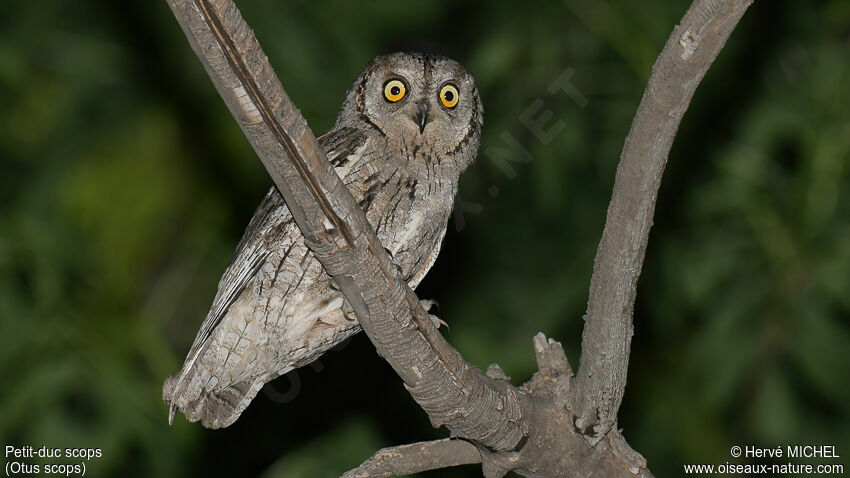 Petit-duc scops