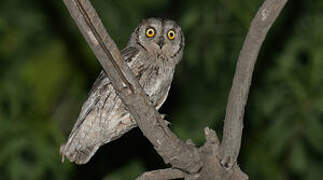 Eurasian Scops Owl