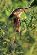 Least Bittern