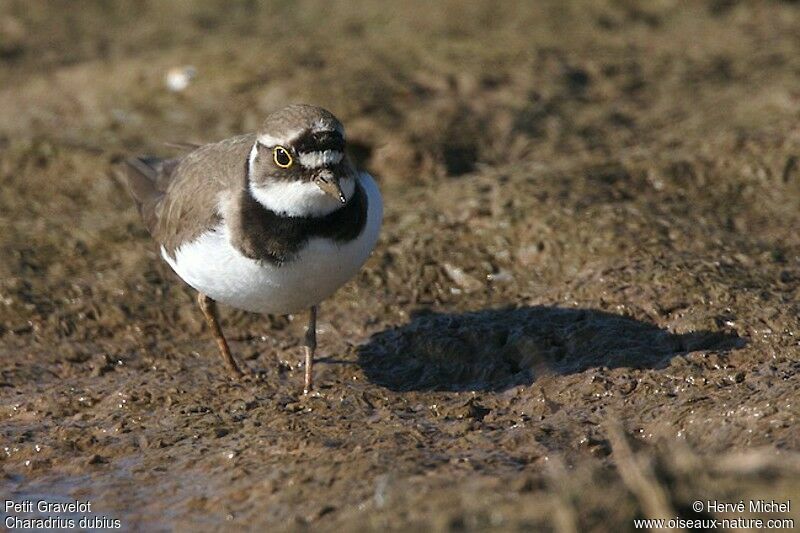 Little Ringed Ploveradult breeding