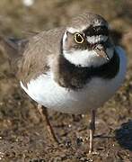 Little Ringed Plover