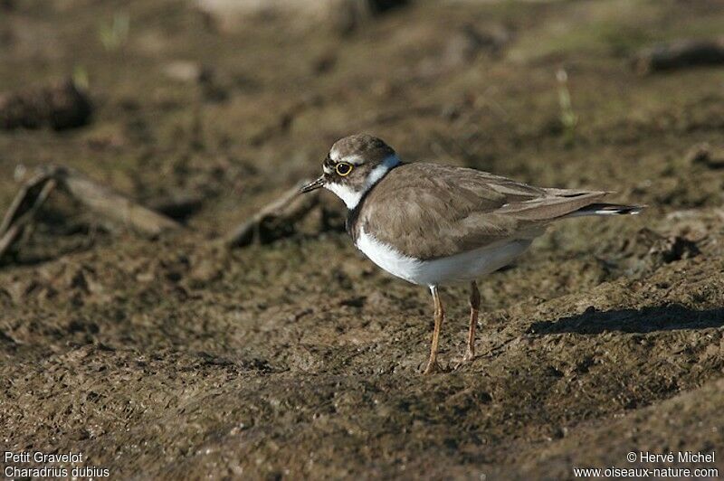 Little Ringed Ploveradult breeding