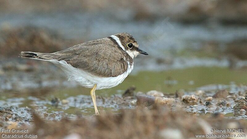 Little Ringed Ploverjuvenile, identification