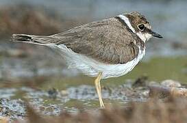 Little Ringed Plover