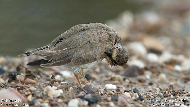 Little Ringed Ploverjuvenile, Behaviour