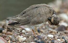 Little Ringed Plover