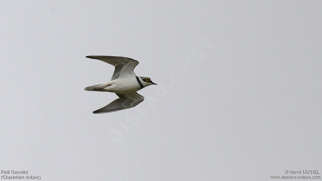 Little Ringed Plover