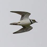 Little Ringed Plover