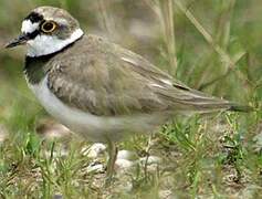 Little Ringed Plover