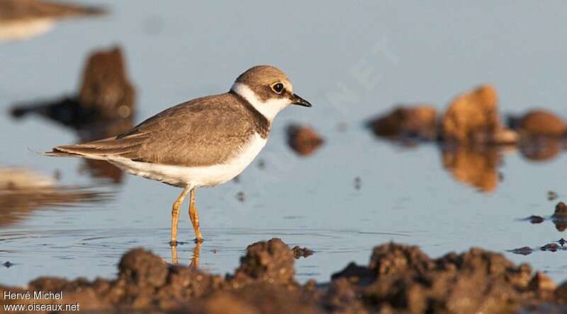 Little Ringed PloverFirst year, identification