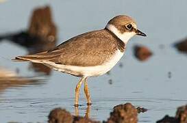 Little Ringed Plover