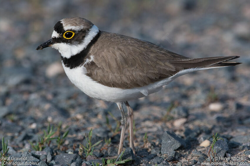 Little Ringed Ploveradult