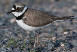 Little Ringed Plover