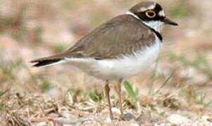 Little Ringed Plover