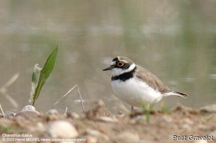 Little Ringed Ploveradult breeding