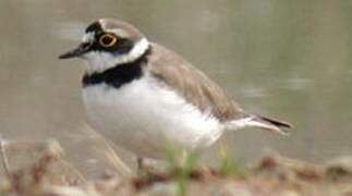 Little Ringed Plover