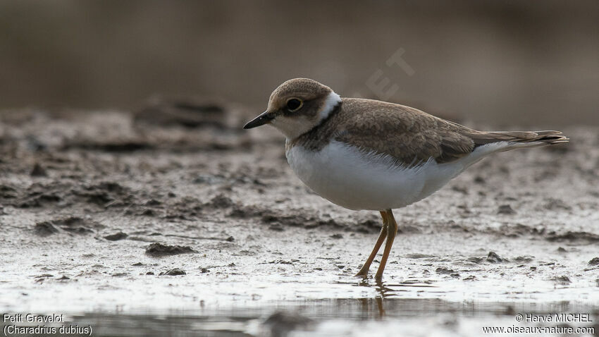 Little Ringed Ploverjuvenile