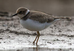 Little Ringed Plover