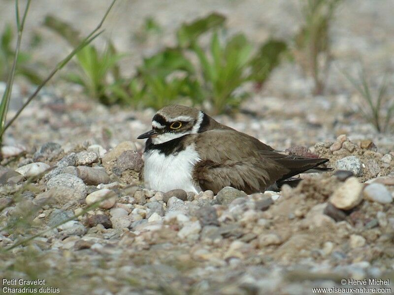 Little Ringed Ploveradult